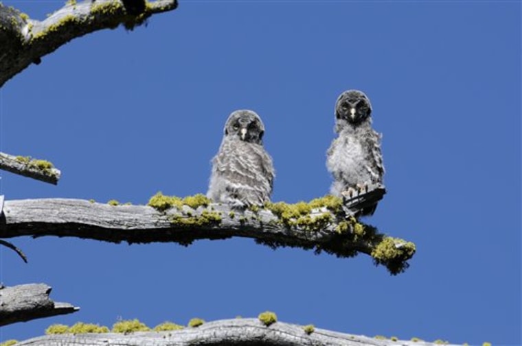 The unique Great Gray Owls of Yosemite National Park, left to evolve after glacial ice separated them from their plentiful Canadian brethren 30 millennia ago, are both a mystery and concern to the scientists charged with protecting them. 